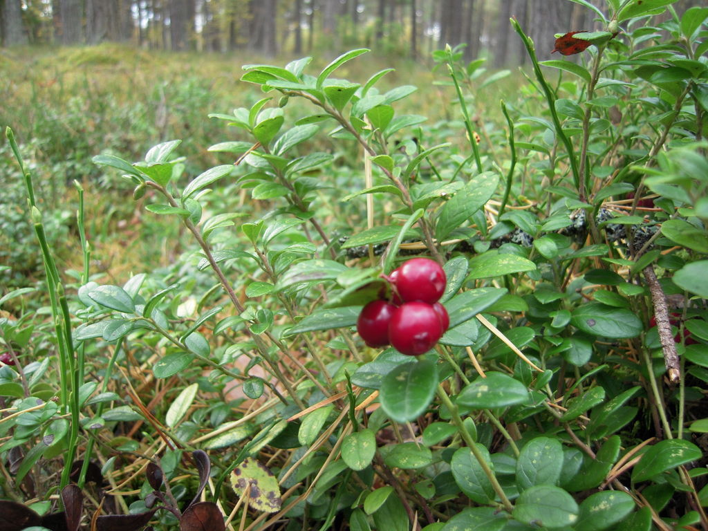 DSCN0995